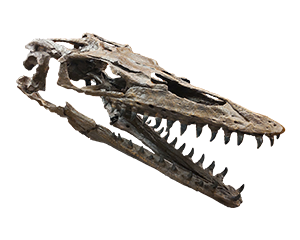 モササウルス（複製）