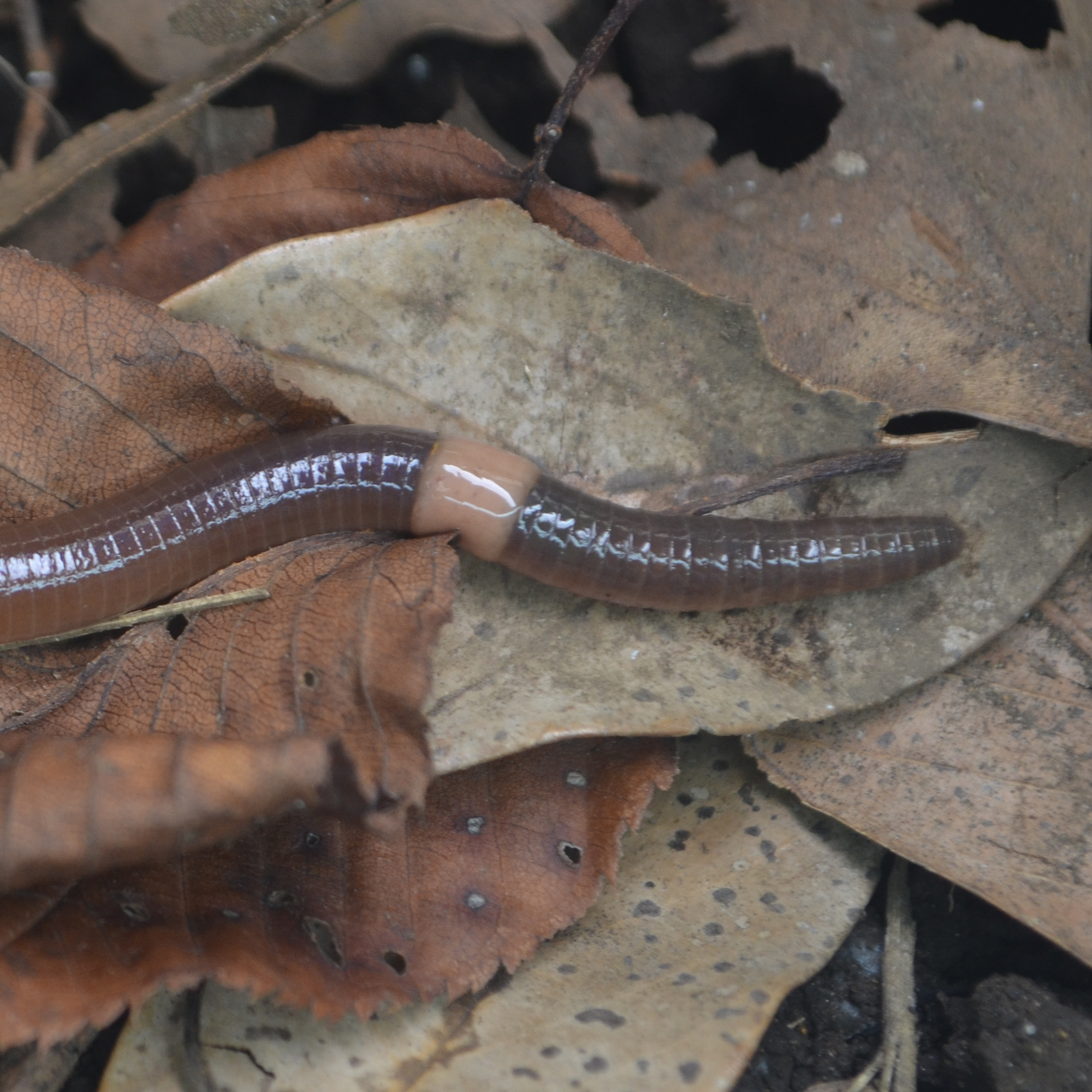 フキソクミミズ フキソクミミズ