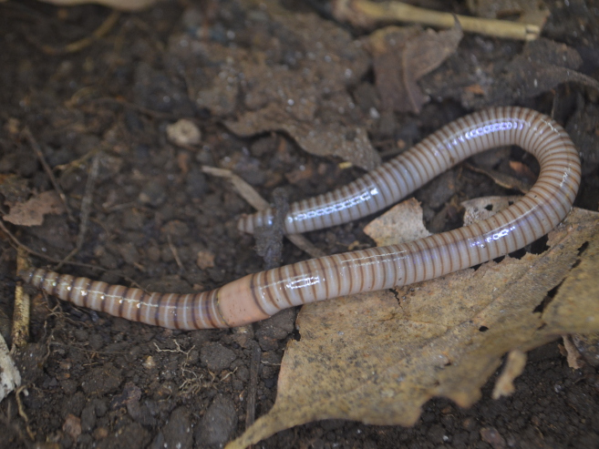 フトスジミミズ