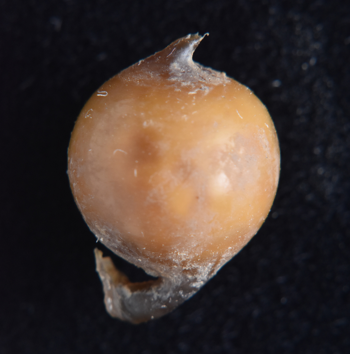 ハッタミミズの卵包