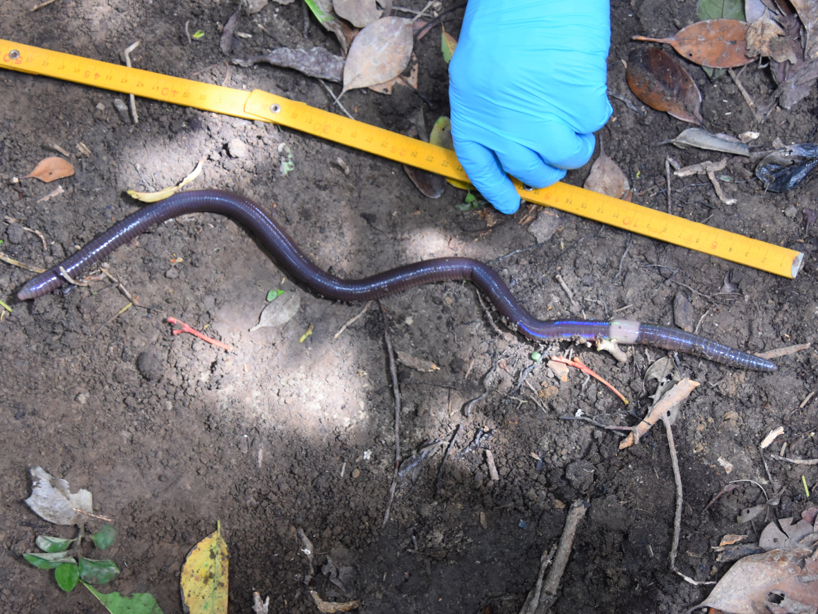 ヨナグニオオフトミミズ