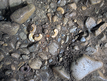 仁良川伯仲１号墳の勾玉出土状況（栃木市教育委員会提供）