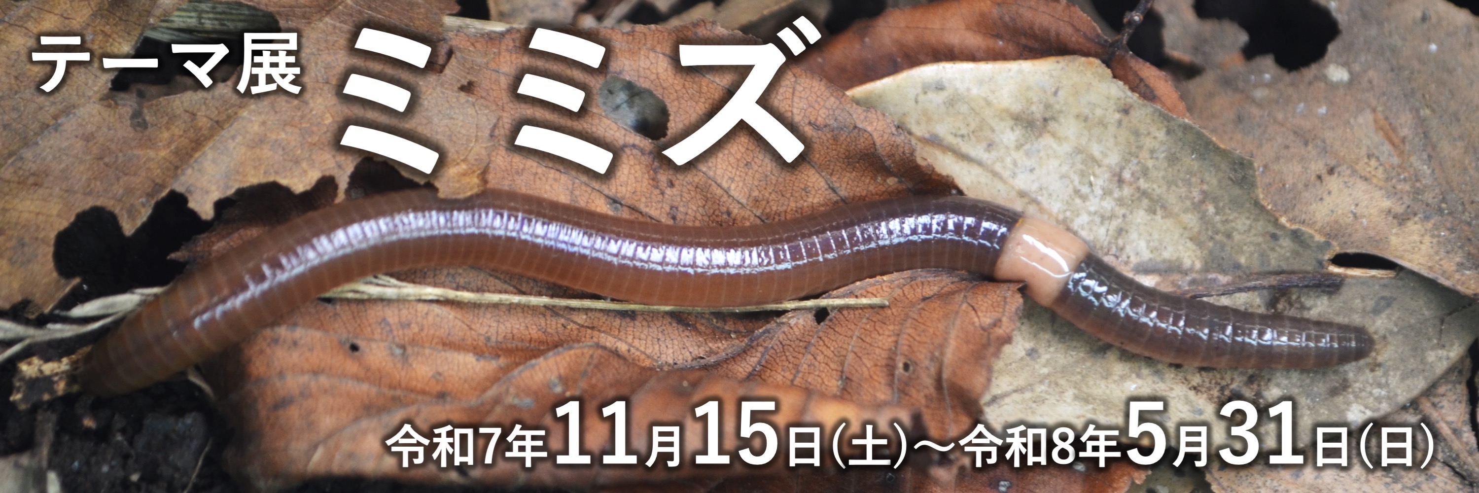 テーマ展　ミミズ